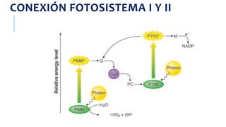 CONEXIÓN FOTOSISTEMA I Y II
 