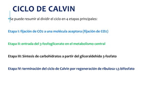 CICLO DE CALVIN
Se puede resumir al dividir el ciclo en 4 etapas principales:
Etapa I: fijación de CO2 a una molécula aceptora (fijación de CO2)
Etapa II: entrada del 3-fosfoglicerato en el metabolismo central
Etapa III: Síntesis de carbohidratos a partir del gliceraldehído 3-fosfato
Etapa IV: terminación del ciclo de Calvin por regeneración de ribulosa 1,5-bifosfato
 