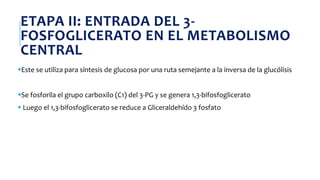 ETAPA II: ENTRADA DEL 3-
FOSFOGLICERATO EN EL METABOLISMO
CENTRAL
Este se utiliza para síntesis de glucosa por una ruta semejante a la inversa de la glucólisis
Se fosforila el grupo carboxilo (C1) del 3-PG y se genera 1,3-bifosfoglicerato
 Luego el 1,3-bifosfoglicerato se reduce a Gliceraldehído 3 fosfato
 