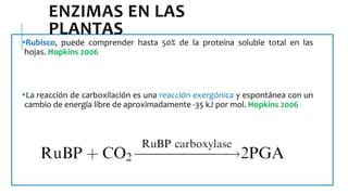 ENZIMAS EN LAS
PLANTAS
Rubisco, puede comprender hasta 50% de la proteína soluble total en las
hojas. Hopkins 2006
La reacción de carboxilación es una reacción exergónica y espontánea con un
cambio de energía libre de aproximadamente -35 kJ por mol. Hopkins 2006
 