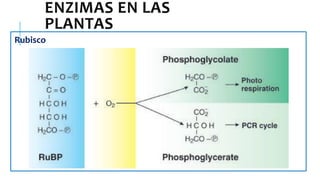 ENZIMAS EN LAS
PLANTAS
Rubisco
 
