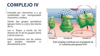 COMPLEJO IV
Formado por citocromos a y a3
combinados con transportador
citocromo c oxidasa
Tienen dos grupos prostéticos
(grupos hemo a y a3) y dos átomo
de Cu
Los e- fluyen a través de los
átomos de Fe de los grupos hemo
y de los iones Cu
Estos citocromos son los únicos
que pueden transferir e-
directamente al O2
 