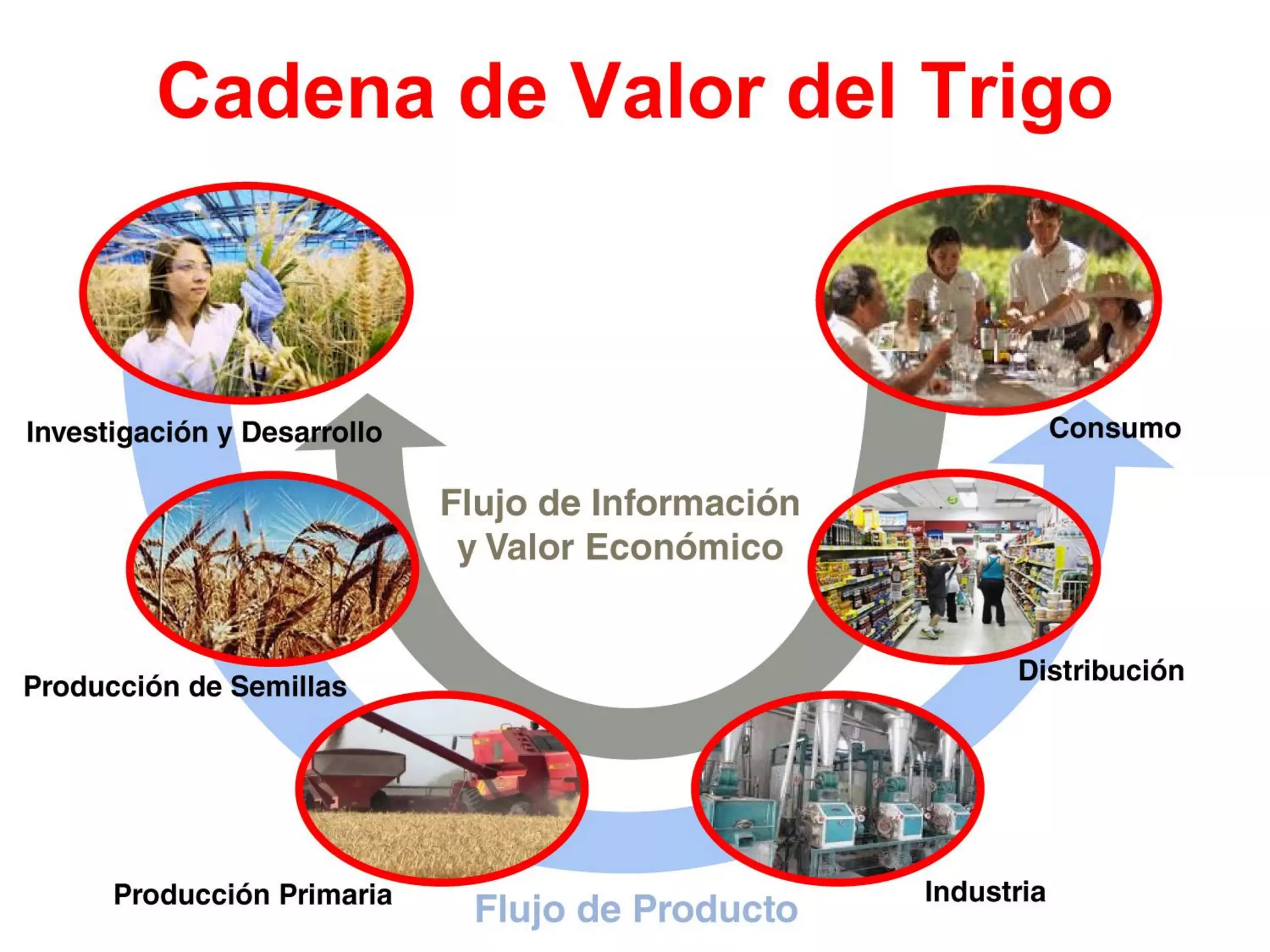 Análisis de situación y prospectiva de la Cadena de valor del trigo | PPT