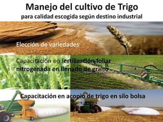 Análisis de situación y prospectiva de la Cadena de valor del trigo | PDF