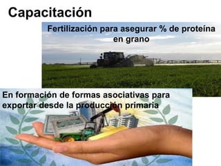 Análisis de situación y prospectiva de la Cadena de valor del trigo | PDF