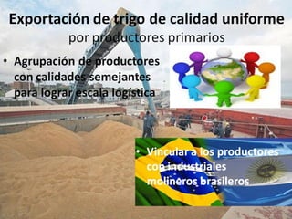 Análisis de situación y prospectiva de la Cadena de valor del trigo | PDF