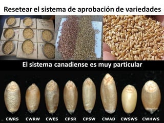 Análisis de situación y prospectiva de la Cadena de valor del trigo | PDF