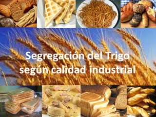 Análisis de situación y prospectiva de la Cadena de valor del trigo | PDF