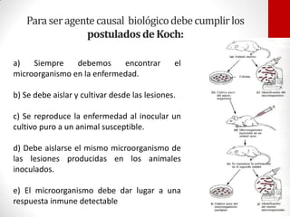 Paraseragentecausal biológicodebecumplirlos
postulados deKoch:
a) Siempre debemos encontrar el
microorganismo en la enfermedad.
b) Se debe aislar y cultivar desde las lesiones.
c) Se reproduce la enfermedad al inocular un
cultivo puro a un animal susceptible.
d) Debe aislarse el mismo microorganismo de
las lesiones producidas en los animales
inoculados.
e) El microorganismo debe dar lugar a una
respuesta inmune detectable
 