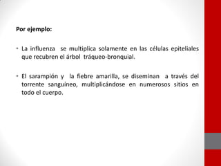 Por ejemplo:
• La influenza se multiplica solamente en las células epiteliales
que recubren el árbol tráqueo-bronquial.
• El sarampión y la fiebre amarilla, se diseminan a través del
torrente sanguíneo, multiplicándose en numerosos sitios en
todo el cuerpo.
 