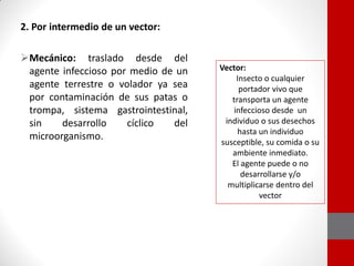 2. Por intermedio de un vector:
Mecánico: traslado desde del
agente infeccioso por medio de un
agente terrestre o volador ya sea
por contaminación de sus patas o
trompa, sistema gastrointestinal,
sin desarrollo cíclico del
microorganismo.
Vector:
Insecto o cualquier
portador vivo que
transporta un agente
infeccioso desde un
individuo o sus desechos
hasta un individuo
susceptible, su comida o su
ambiente inmediato.
El agente puede o no
desarrollarse y/o
multiplicarse dentro del
vector
 