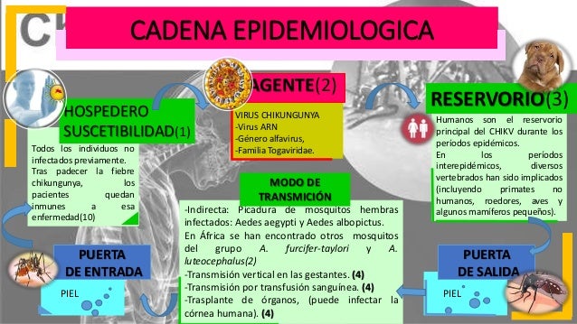 cadena epidemiologica reservorio cadena epidemiol 243 gica de la chikunguya cadena epidemiologica reservorio cadena epidemiol 243 gica de la chikunguya