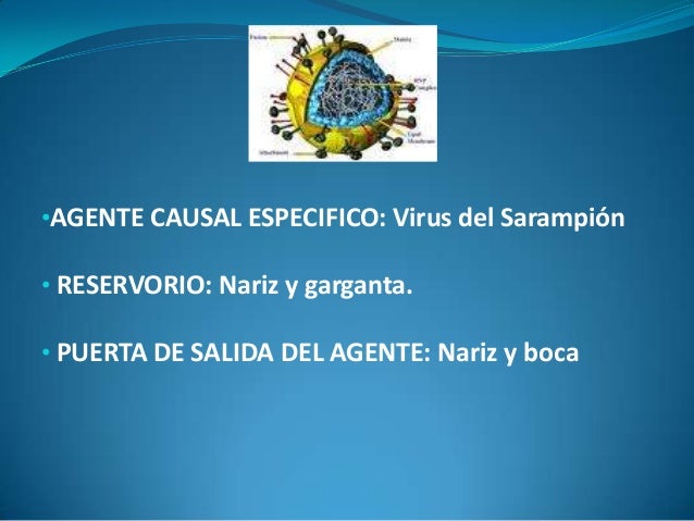 Cadena epidemiologica del virus del sarampion