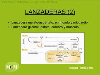 LANZADERAS (2) Lanzadera malato-aspartato: en hígado y miocardio. Lanzadera glicerol fosfato: cerebro y músculo.