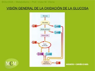 VISIÓN GENERAL DE LA OXIDACIÓN DE LA GLUCOSA