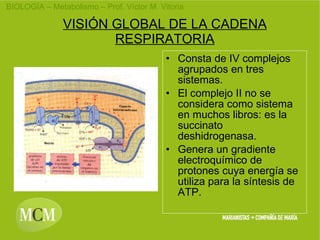 VISIÓN GLOBAL DE LA CADENA RESPIRATORIA Consta de IV complejos agrupados en tres sistemas. El complejo II no se considera como sistema en muchos libros: es la succinato deshidrogenasa. Genera un gradiente electroquímico de protones cuya energía se utiliza para la síntesis de ATP.