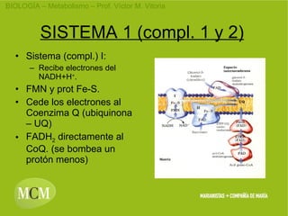 SISTEMA 1 (compl. 1 y 2) Sistema (compl.) I: Recibe electrones del NADH+H + . FMN y prot Fe-S. Cede los electrones al Coenzima Q (ubiquinona – UQ) FADH 2 directamente al CoQ. (se bombea un protón menos)