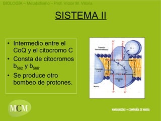 SISTEMA II Intermedio entre el CoQ y el citocromo C Consta de citocromos b 562 y b 566 . Se produce otro bombeo de protones.