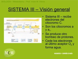SISTEMA III – Visión general Sistema III – recibe electrones del citocromo C. Son los citocromos a y a 1 . Se produce otro bombeo de protones. Cede los electrones al último aceptor O 2 y forma agua.