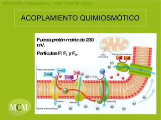 ACOPLAMIENTO QUIMIOSMÓTICO Fuerza protón motriz de 230 mV. Partículas F: F 1 y F 0 .