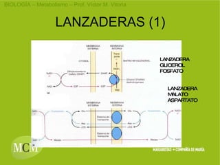 LANZADERAS (1) LANZADERA GLICEROL FOSFATO LANZADERA MALATO ASPARTATO