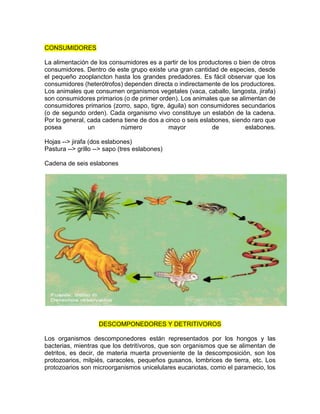 CONSUMIDORES
La alimentación de los consumidores es a partir de los productores o bien de otros
consumidores. Dentro de este grupo existe una gran cantidad de especies, desde
el pequeño zooplancton hasta los grandes predadores. Es fácil observar que los
consumidores (heterótrofos) dependen directa o indirectamente de los productores.
Los animales que consumen organismos vegetales (vaca, caballo, langosta, jirafa)
son consumidores primarios (o de primer orden). Los animales que se alimentan de
consumidores primarios (zorro, sapo, tigre, águila) son consumidores secundarios
(o de segundo orden). Cada organismo vivo constituye un eslabón de la cadena.
Por lo general, cada cadena tiene de dos a cinco o seis eslabones, siendo raro que
posea un número mayor de eslabones.
Hojas --> jirafa (dos eslabones)
Pastura --> grillo --> sapo (tres eslabones)
Cadena de seis eslabones
DESCOMPONEDORES Y DETRITIVOROS
Los organismos descomponedores están representados por los hongos y las
bacterias, mientras que los detritívoros, que son organismos que se alimentan de
detritos, es decir, de materia muerta proveniente de la descomposición, son los
protozoarios, milpiés, caracoles, pequeños gusanos, lombrices de tierra, etc. Los
protozoarios son microorganismos unicelulares eucariotas, como el paramecio, los
 