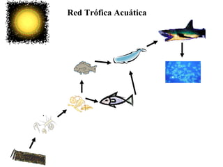 Red Trófica Acuática 