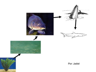 Por: Jadiel