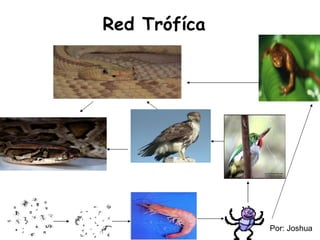 Red Trófíca Por: Joshua 