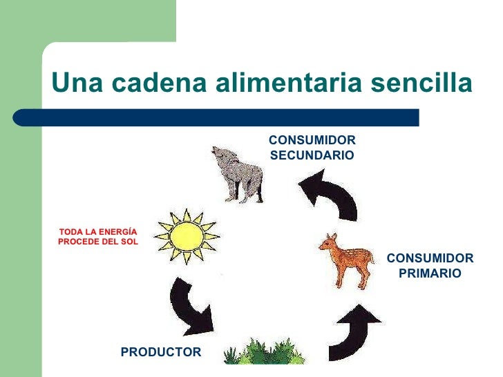 cadena alimenticia que son los consumidores cadenas alimentarias cadena alimenticia que son los consumidores cadenas alimentarias