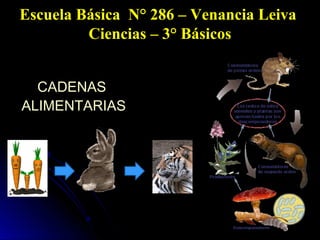 Escuela Básica N° 286 – Venancia Leiva
Ciencias – 3° Básicos
CADENAS
ALIMENTARIAS

 