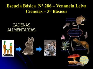 Escuela Básica N° 286 – Venancia Leiva
         Ciencias – 3° Básicos

  CADENAS
ALIMENTARIAS
 