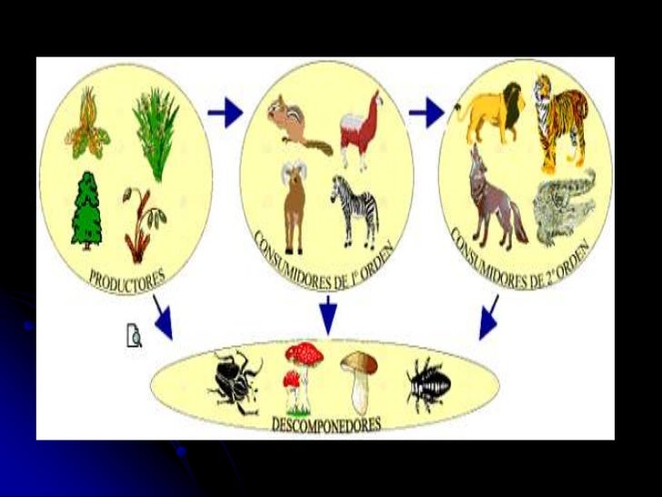 Cadenas alimentarias
