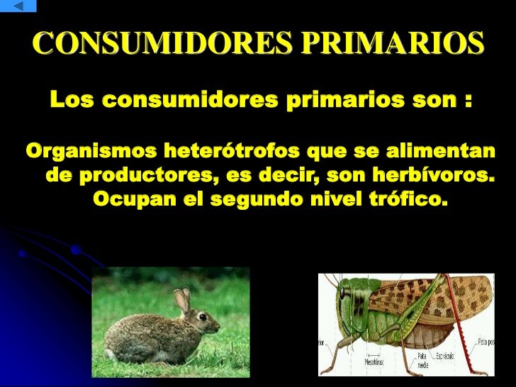 Cadenas alimentarias