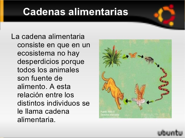 cadenas troficas que significa cadenas alimentarias cadenas troficas que significa cadenas alimentarias