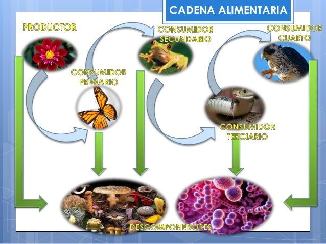 Cadenas alimentarias