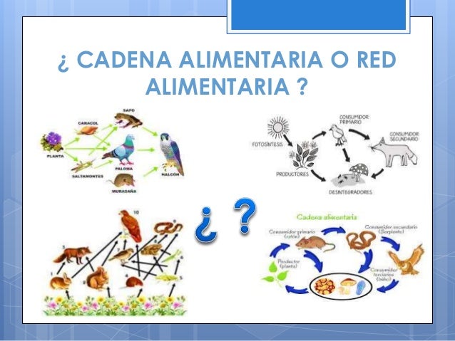 cadena y red alimentaria definicion cadenas alimentarias cadena y red alimentaria definicion cadenas alimentarias