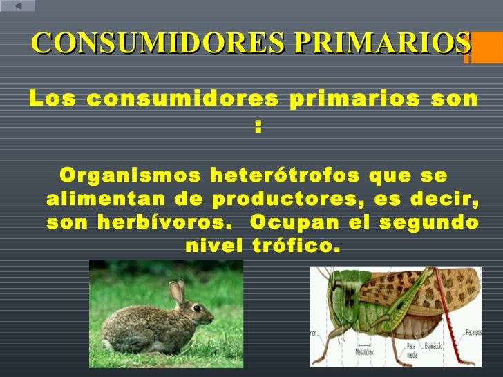 Cadenas Alimentarias Nicho Ecológico,Hábitat