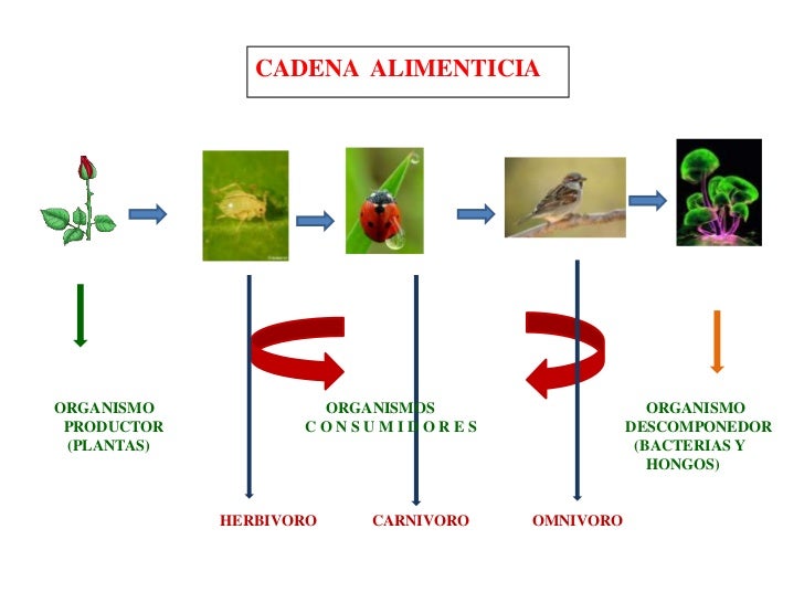 Cadenas alimenticias
