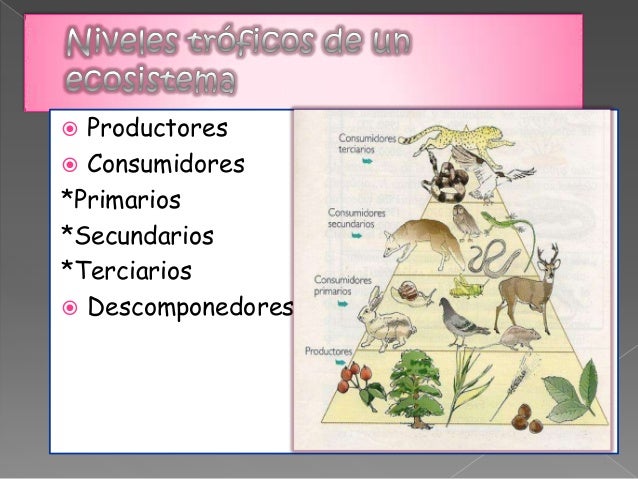cadena alimenticia acuatica descomponedores cadenas alimenticias cadena alimenticia acuatica descomponedores cadenas alimenticias