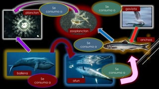 plancton
anchoa
atun
ballena
gaviota
zooplancton
Se
consuma a
Se
consuma a
Se
consuma a
Se
consuma a
Se
consuma a
 