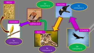 Se
consuma a
Se
consuma a
Se
consuma a
Se
consuma a
Se
consuma a
TRIGO
CONDOR
HALCON
BUHO
CERNICALO
CANARIO
 