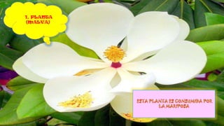 1, PLANTA
(MALVA)
 