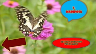 2,
MARIPOSA
 