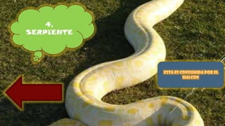 4,
SERPIENTE
 