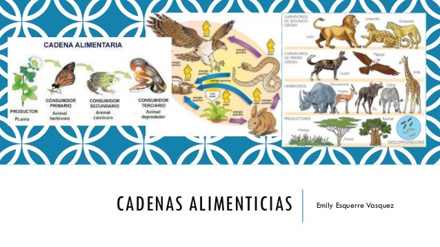 Cadenas alimenticias