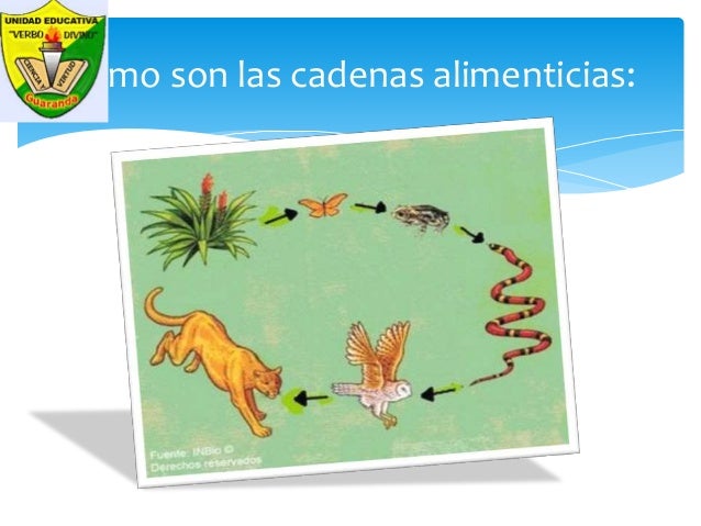 cadenas alimenticias carnivoros cadenas alimenticias cadenas alimenticias carnivoros cadenas alimenticias