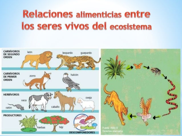 cadena alimenticia que son los consumidores cadenas alimenticias cadena alimenticia que son los consumidores cadenas alimenticias