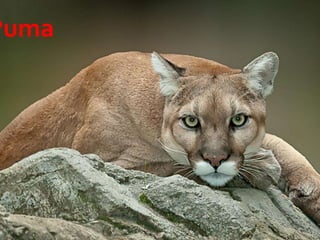 10 23/08/2018 Agregar un pie de página
Puma
 