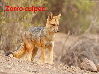 12 23/08/2018 Agregar un pie de página
Zorro culpeo
 